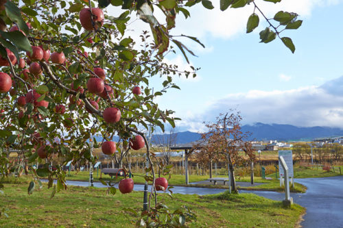 Aomori-09