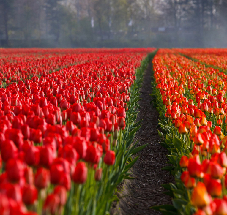 Blossom_in_NETHERLANDS2.jpg