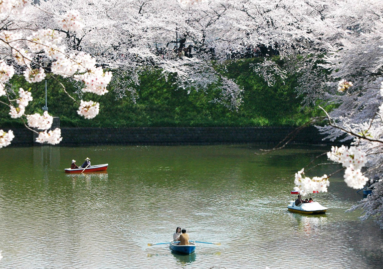 Cherry_Blossom_in_JAPAN1.jpg