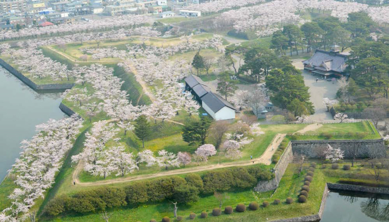 Cherry_Blossom_in_JAPAN2.jpg