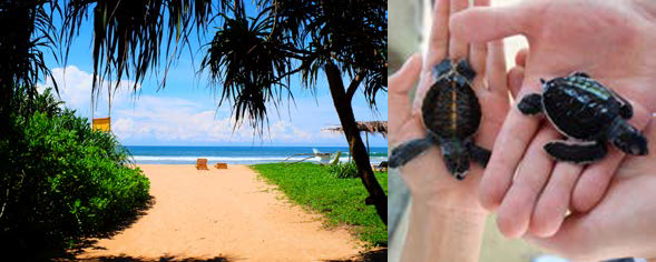 Getting_Around_Sri_Lanka2.jpg