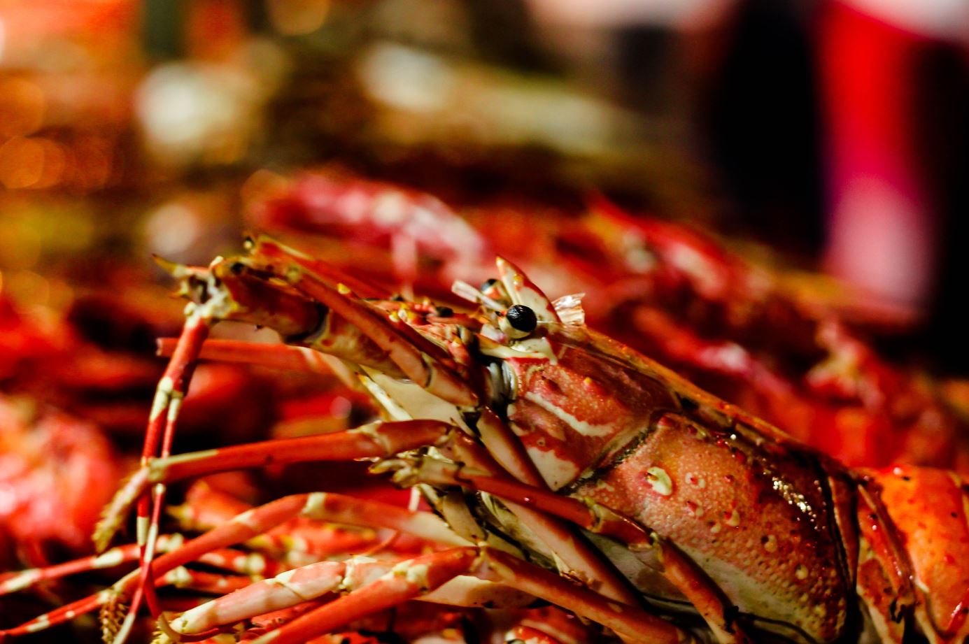 กุ้ง Lobster