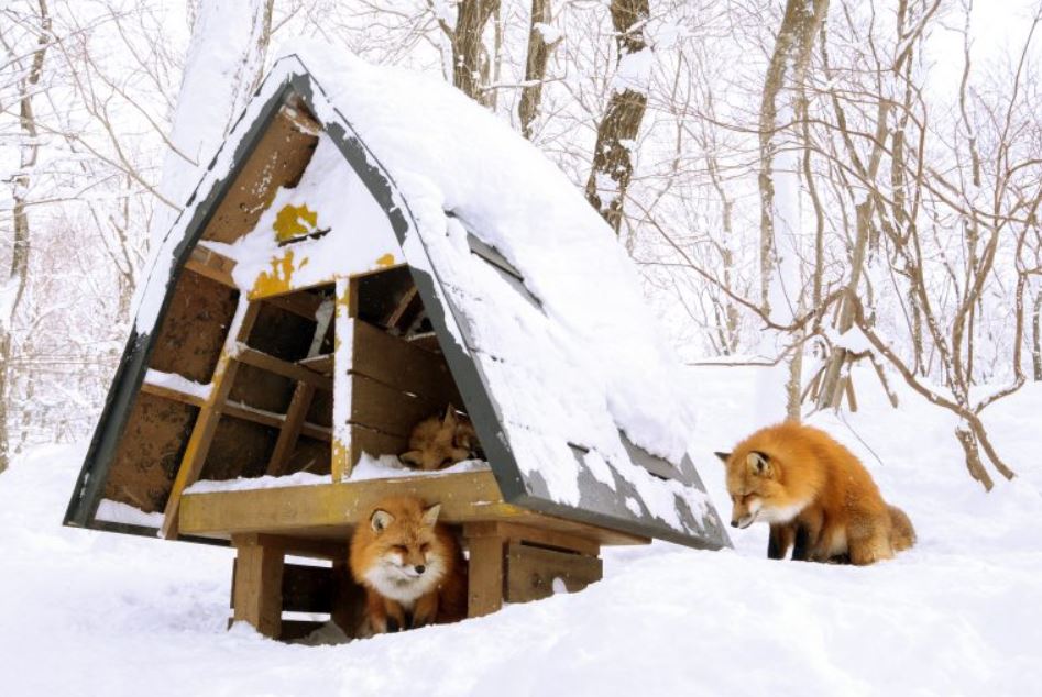 Zao Fox Village