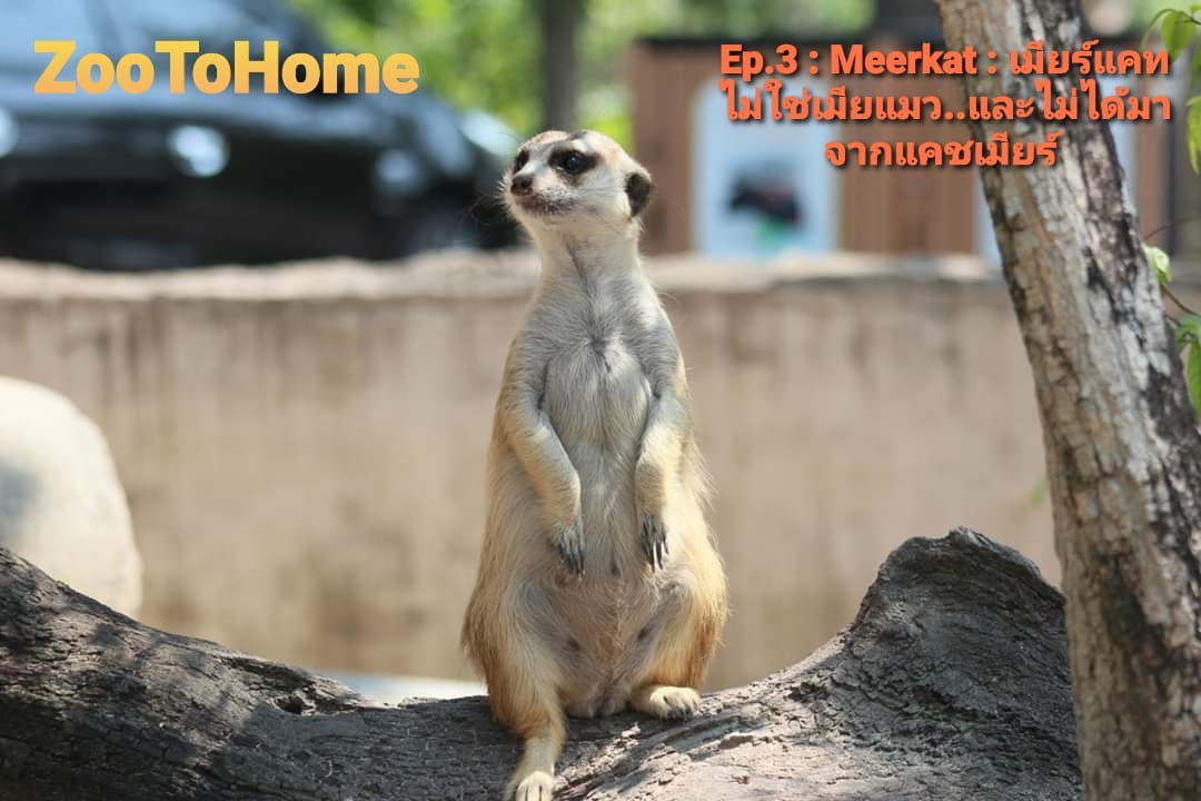 อยู่บ้านก็เที่ยวสวนสัตว์เปิดเขาเขียวได้ ไลฟ์สดตรงถึงบ้าน กับ “Zoo to Home” 