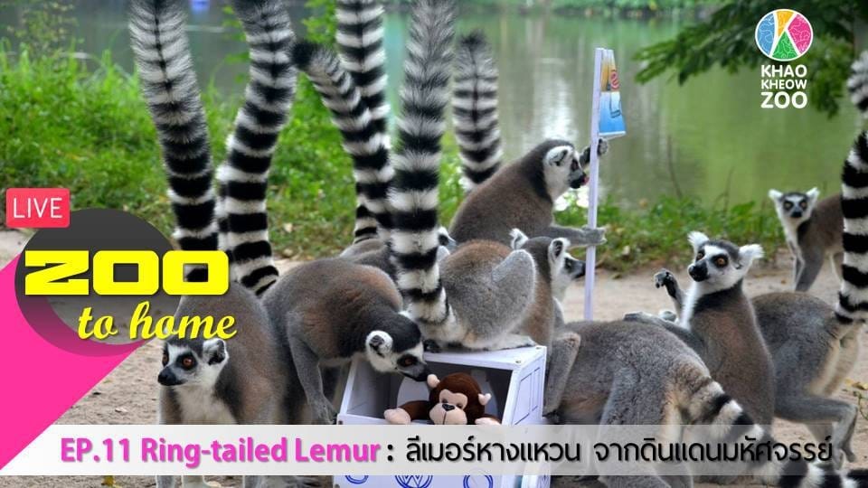 อยู่บ้านก็เที่ยวสวนสัตว์เปิดเขาเขียวได้ ไลฟ์สดตรงถึงบ้าน กับ “Zoo to Home” 