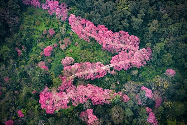 นักท่องเที่ยวและดอกซากุระเมืองไทย