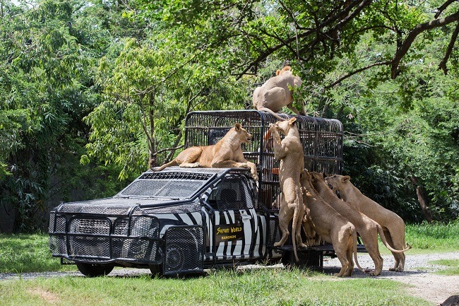 สิงโตหลายตัวกำลังปีนรถยนต์ใน Safari World