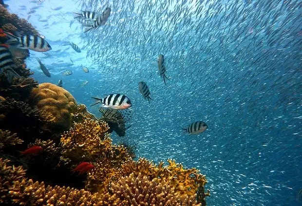 ปะการังและปลาใต้ทะเล