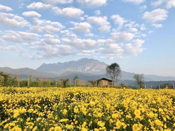 สวนบัวชมพู ณ จอมคีรี จังหวัดเชียงใหม่