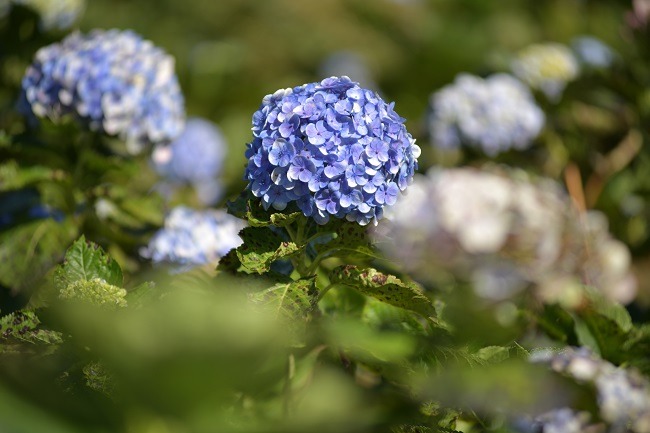 ดอกไฮเดรนเยีย ใน กู๋เนียร์ ไฮเดรนเยีย