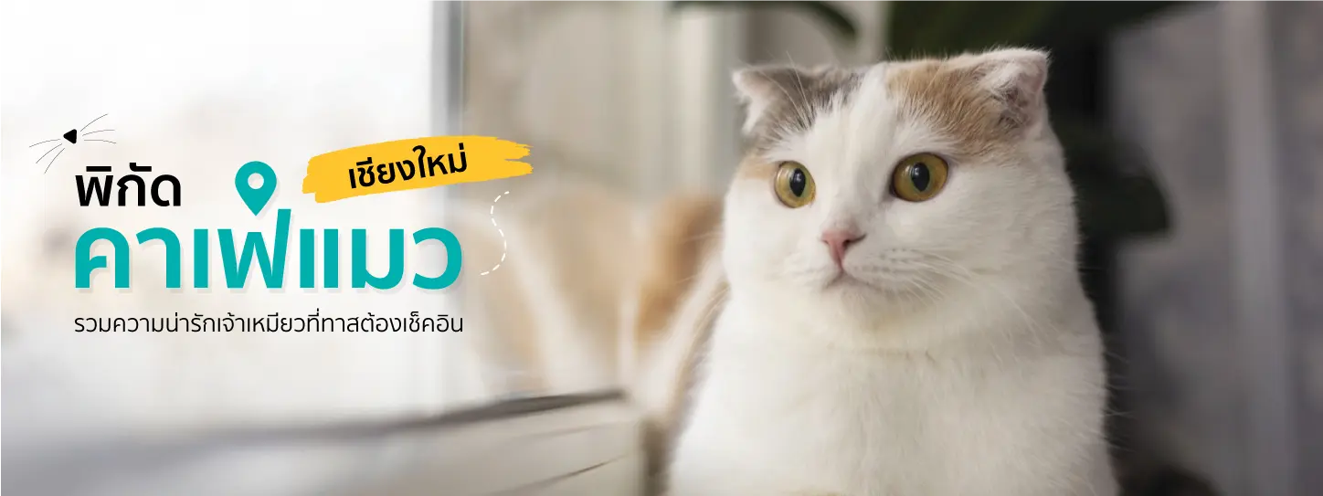 แมวนั่งริมกระจก