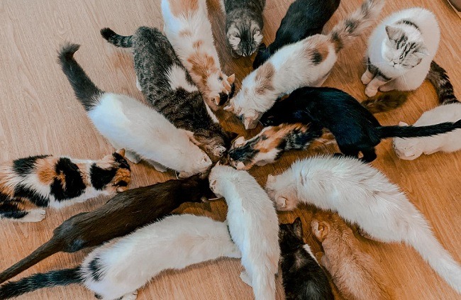 แมวหลายตัวกำลังกินอาหาร
