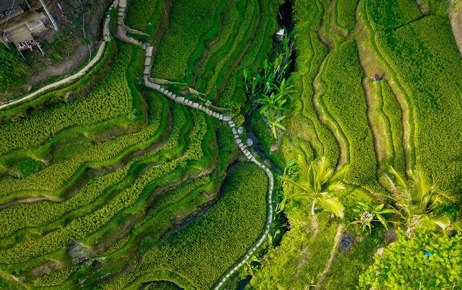 Tegallalang Rice Terrace