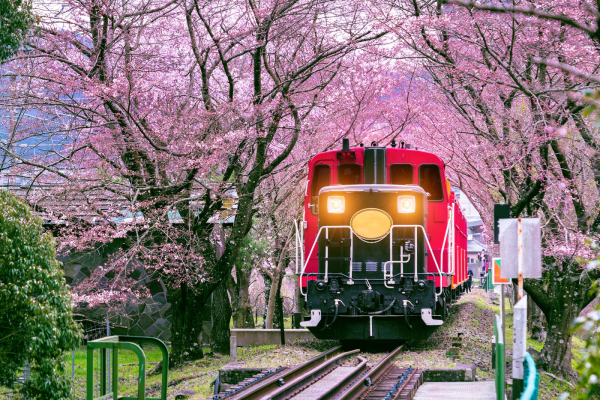 รถไฟและต้นซากุระ