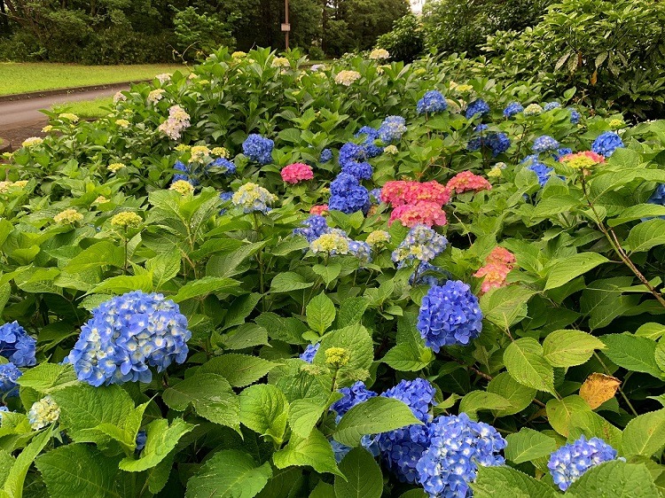 Showa Kinen Park