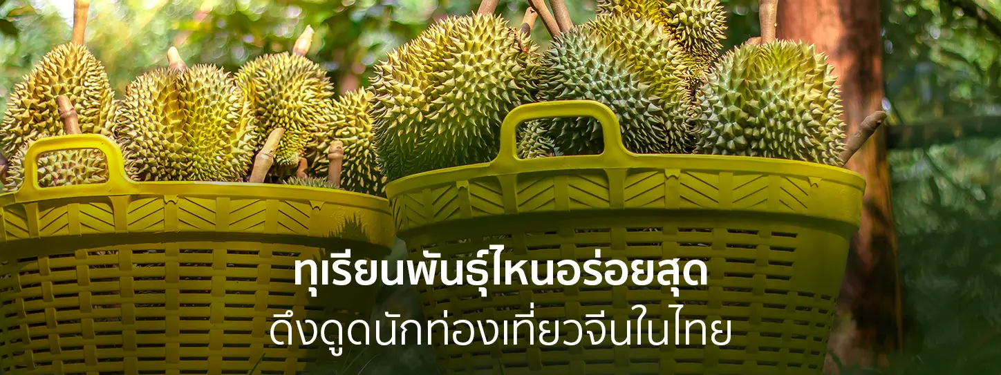ทุเรียนในตะกร้า