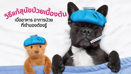 สุนัขนอนป่วย