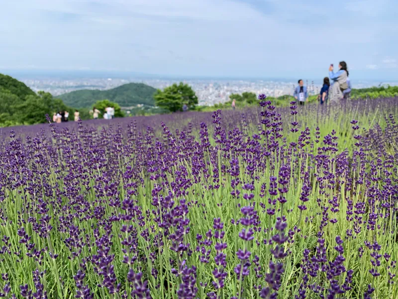 ทุ่งดอกลาเวนเดอร์ สวนโฮโรมิโตเกะ (Horomitoge Lavender Garden)