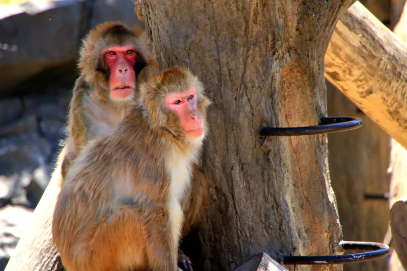 ลิง สวนสัตว์มะรุยะมะ (Maruyama Zoo)