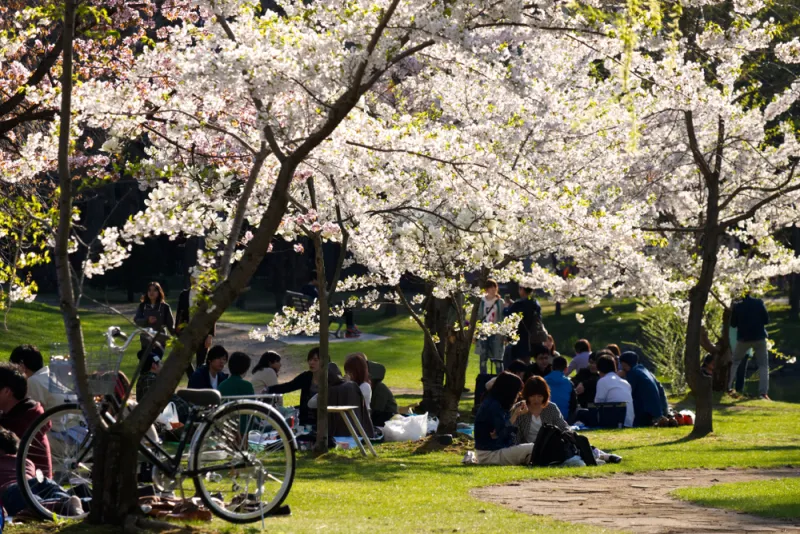 สวนนากาจิมะ (Nakajima Park) ช่วงซากุระ