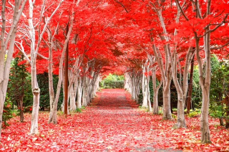 สวนสาธารณะฮิราโอกะ (Hiraoka Greenery Center) ช่วงใบไม้ปลี่ยนสี