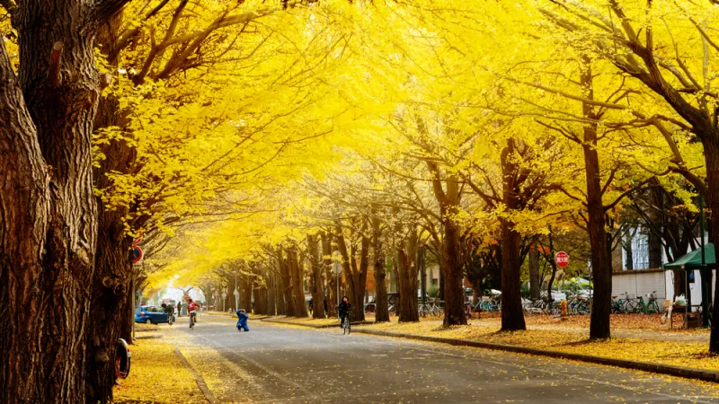 มหาวิทยาลัยฮอกไกโด (Hokkaido University) ช่วงใบไม้ปลี่ยนสี