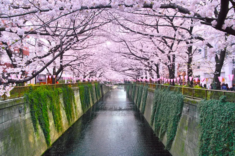 แม่น้ำเมกุโระ (Meguro River)