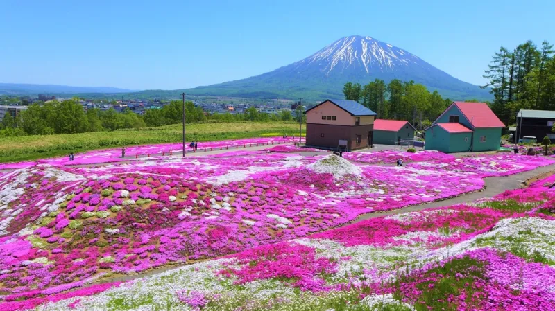 Flowers garden in Niseko, Hokkaido Japan.