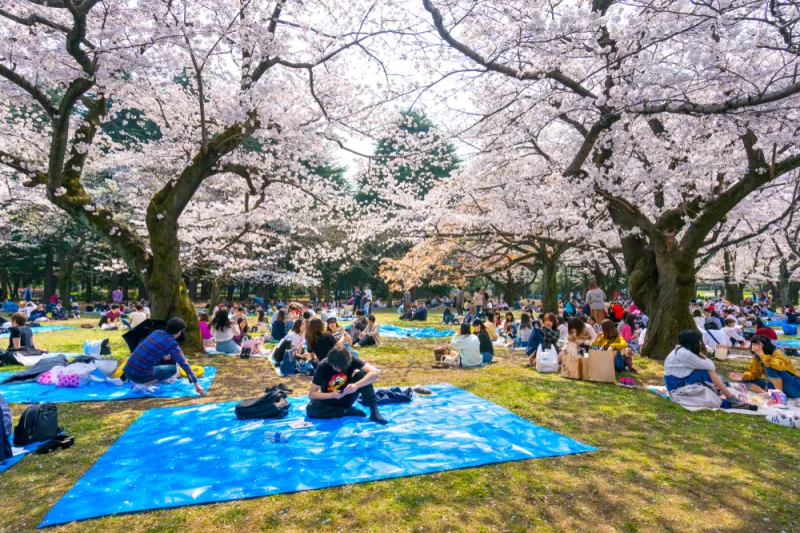 สวนโยโยงิ (Yoyogi Park)