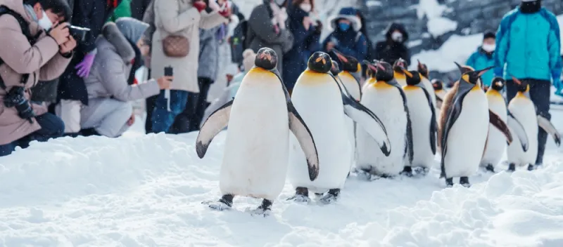 Penguin Parade at Asahiyama Zoo