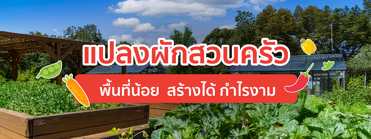แปลงผักสวนครัว พื้นที่น้อย สร้างรายได้ กำไรงาม
