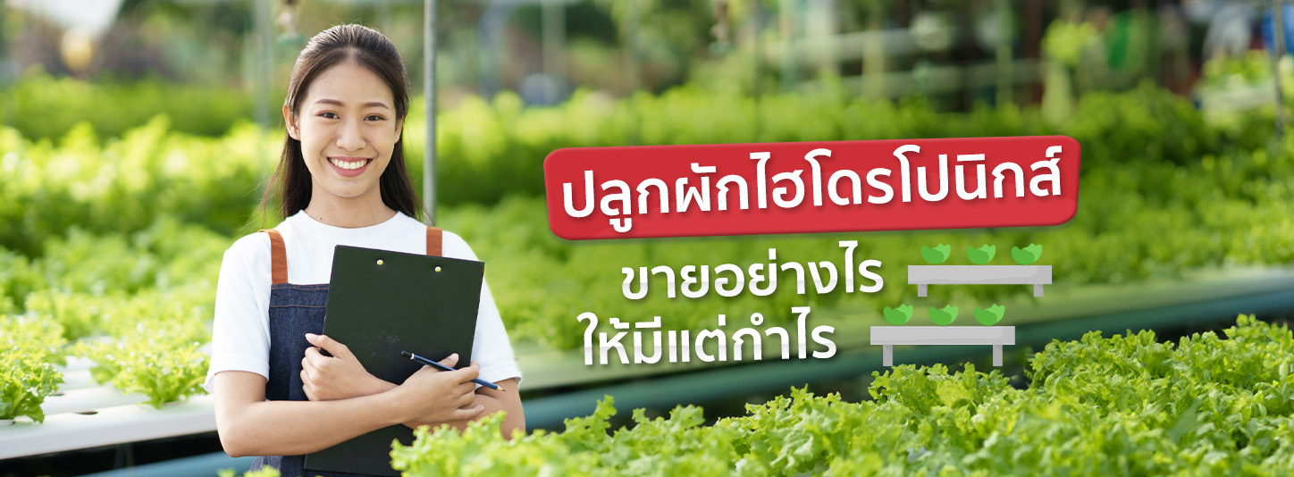 แจกวิธีปลูกผักไฮโดรโปนิกส์แบบง่าย ๆ ที่สร้างรายได้เป็นกอบเป็นกำ