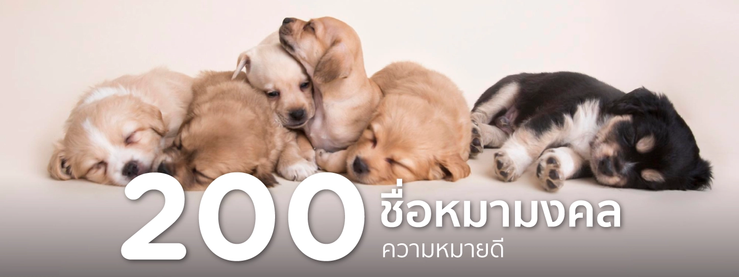 ชื่อหมา