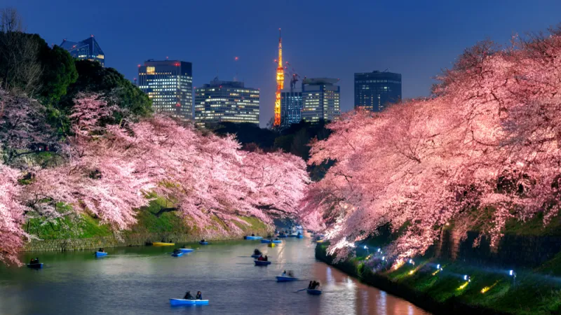 สวนจิโดริกะฟุจิ ซากุระโตเกียว