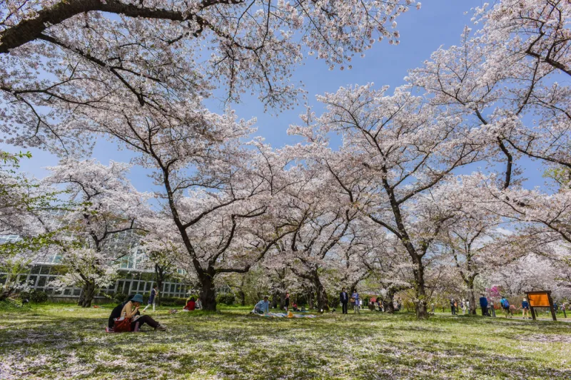 สวนพฤกษศาสตร์เกียวโต