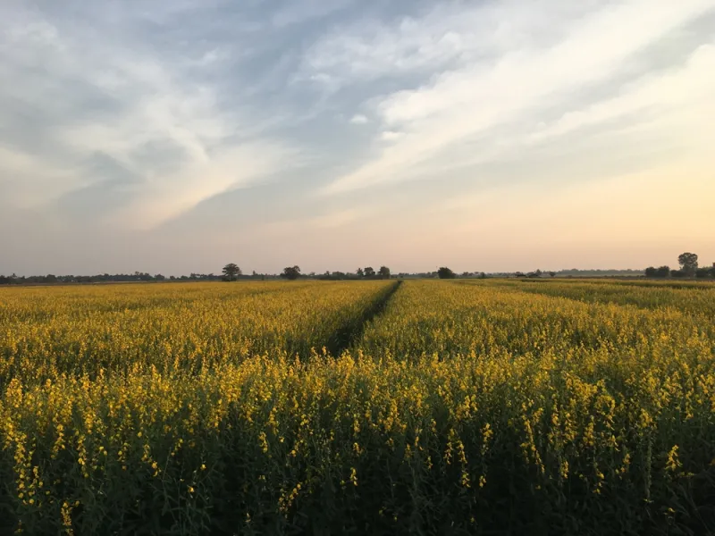 Sunn Hemp Field