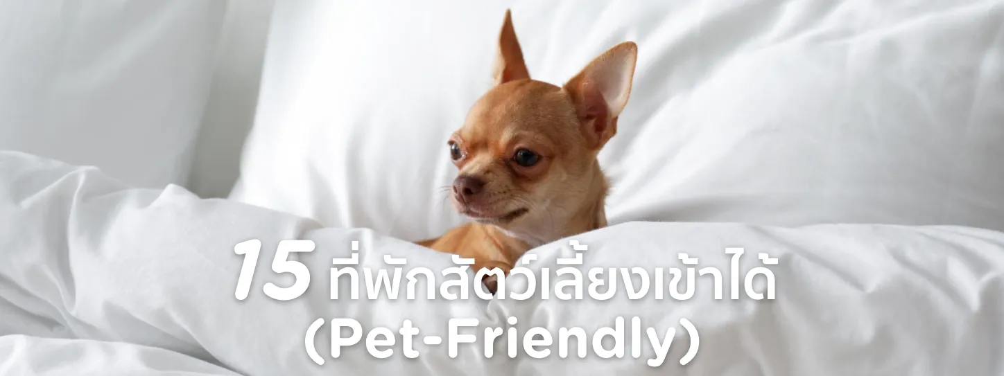 ที่พัก สุนัขเข้าได้