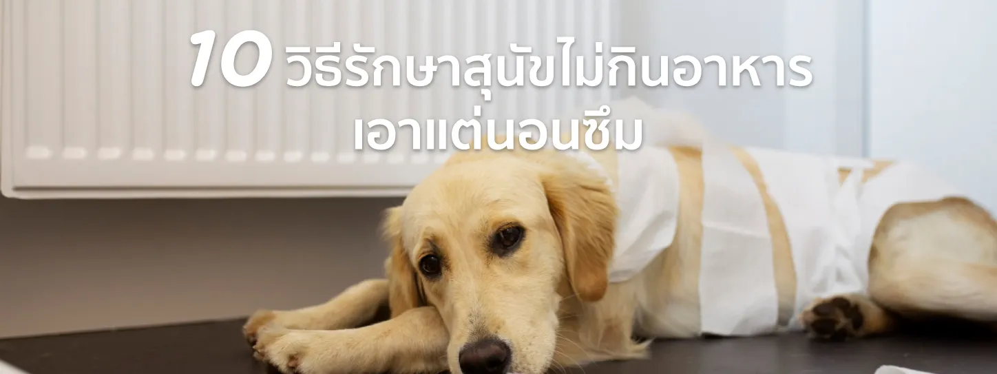 สุนัขไม่กินอาหาร เอาแต่นอน ซึม