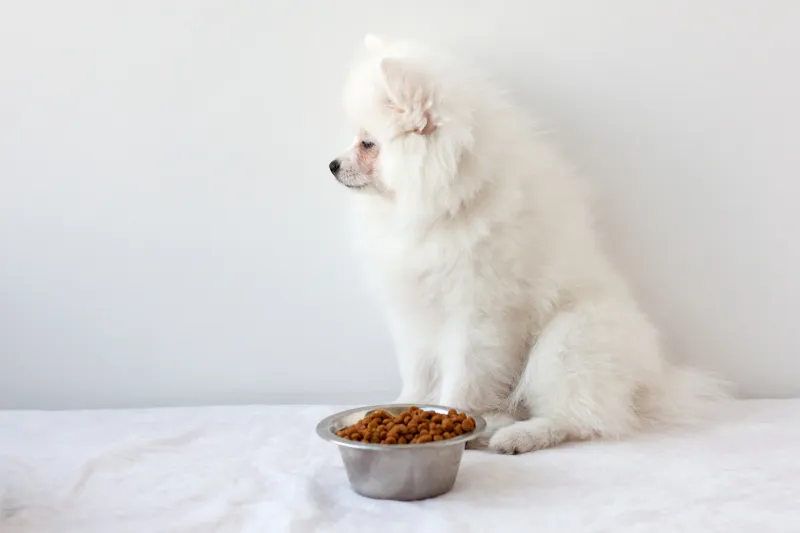 สุนัขไม่กินอาหาร เอาแต่นอน ซึม