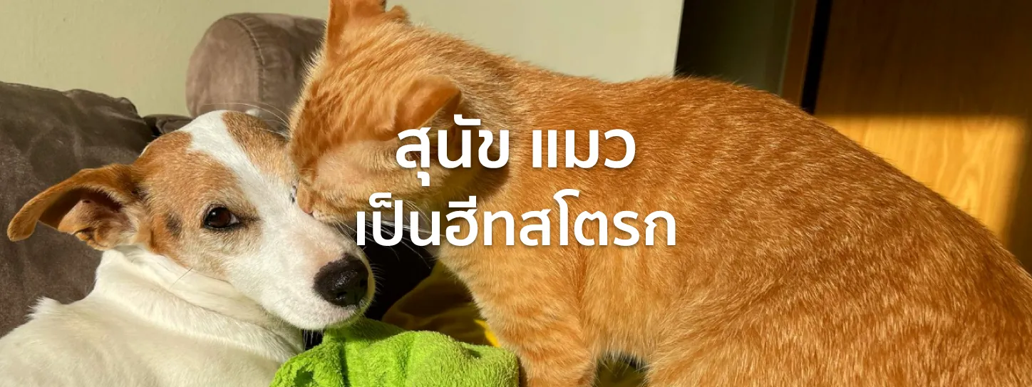 ฮีทสโตรกแมว
