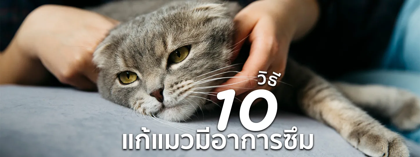 แมวมีอาการซึม ไม่กินอาหาร นอนทั้งวัน วิธี แก้