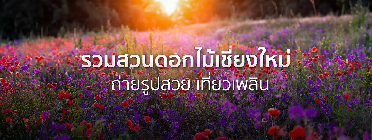 รวม 7 สวนดอกไม้เชียงใหม่ ถ่ายรูปสวย เที่ยวเพลิน 2025