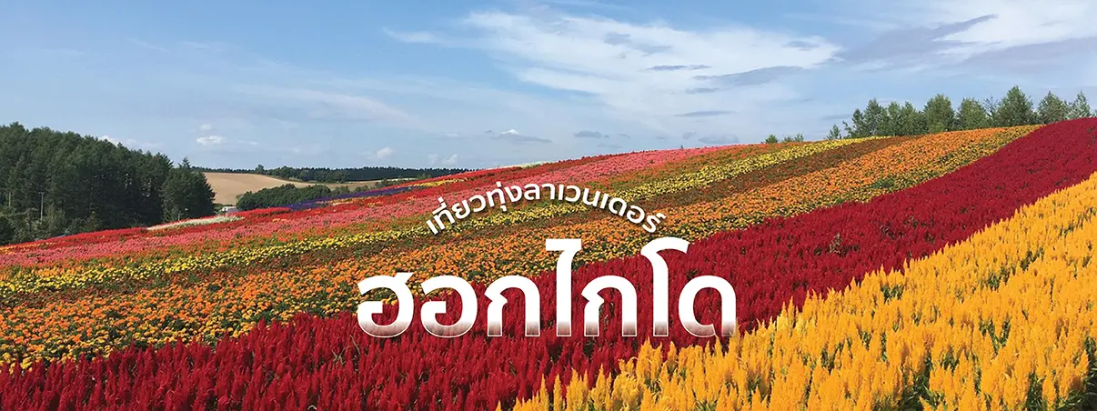 ทุ่งลาเวนเดอร์