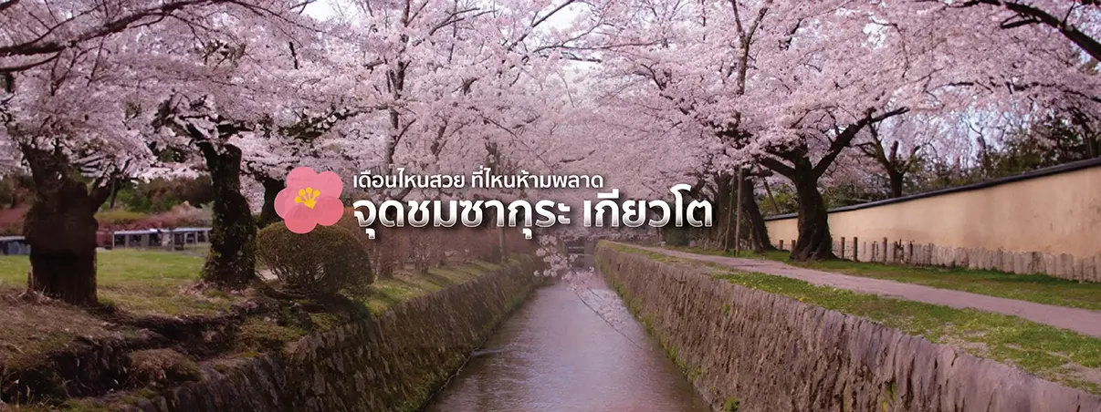 ซากุระ เกียวโต