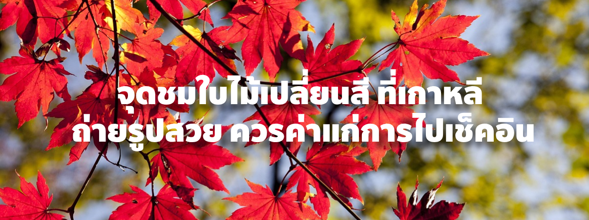 ใบไม้เปลี่ยนสีที่พระราชวังเคียงบกกุง
