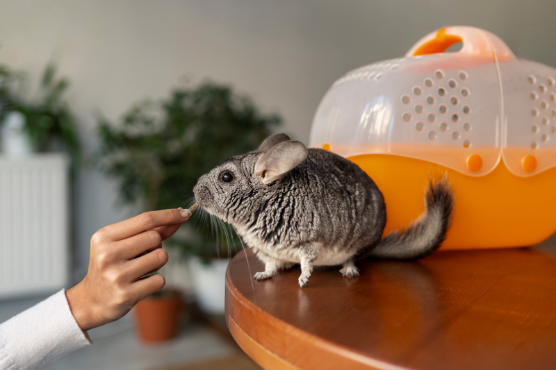 exotic pet