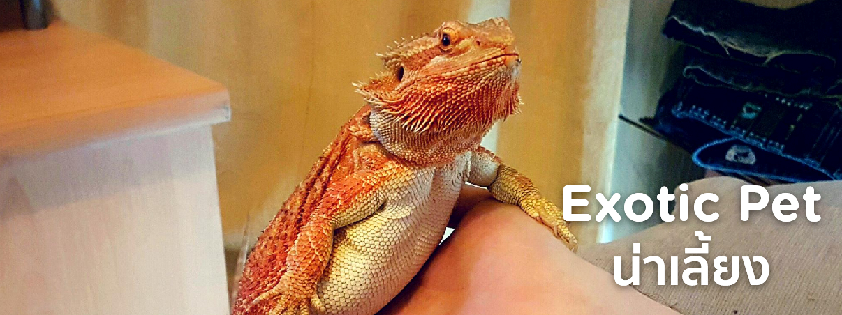 exotic pet