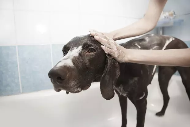 อาบน้ำตัดขนสัตว์