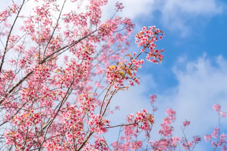 ตื่นตาตื่นใจกับซากุระเมืองไทย สีชมพูแห่งฤดูหนาว 