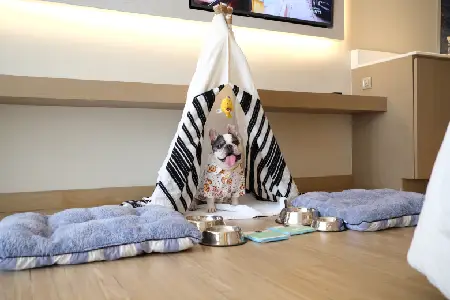 Pet Friendly Hotel